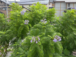 20160917_120302_HDR.jpg